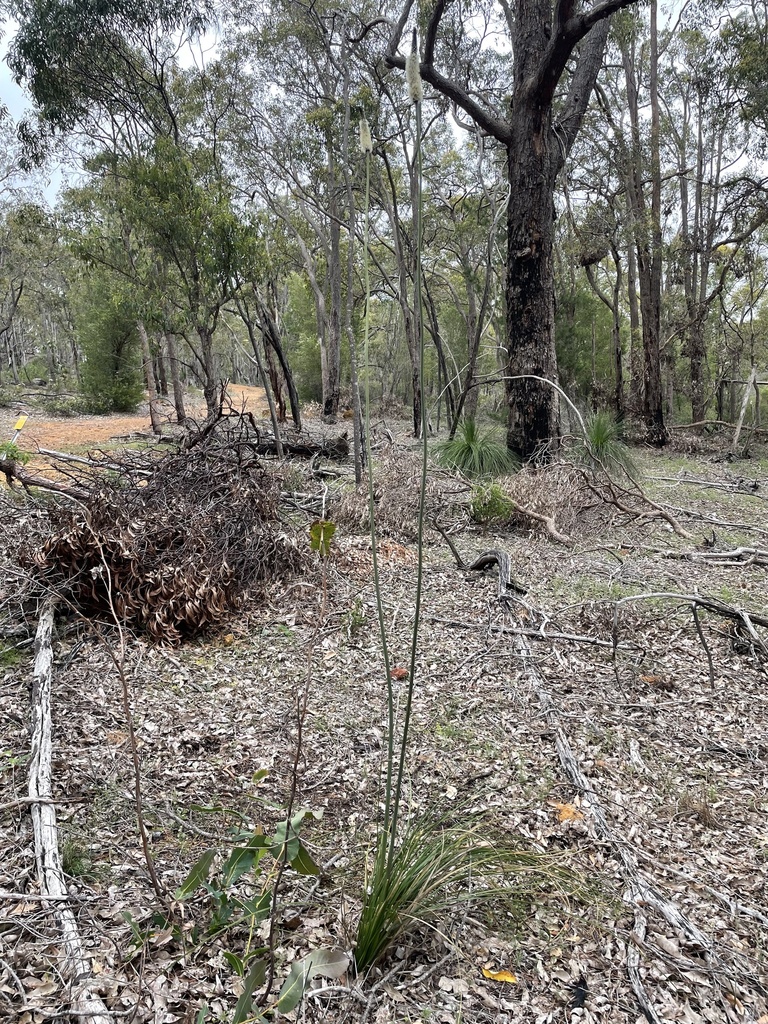 Xanthorrhoea gracilis Endl.