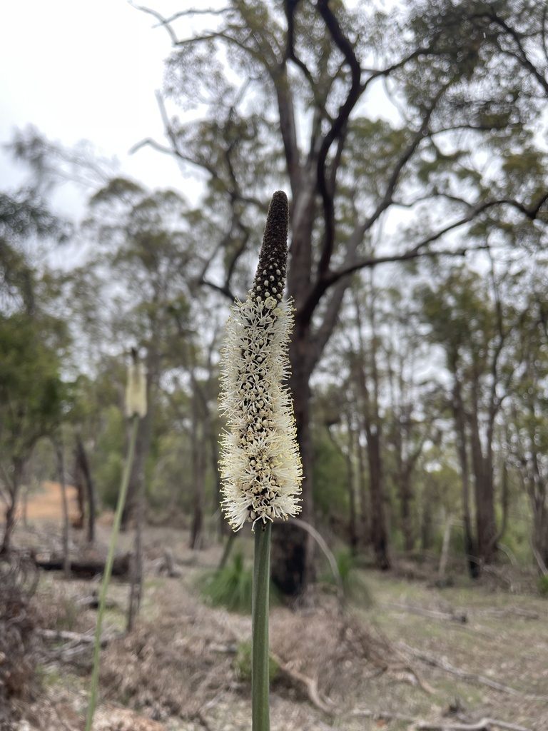 Xanthorrhoea gracilis Endl. 2