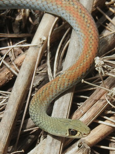 Yellow-faced Whipsnake sighting