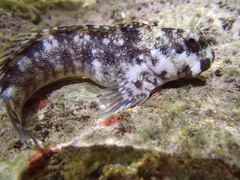Vermiculated Blenny photo 3