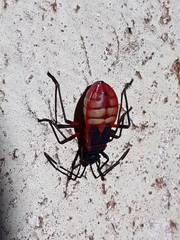 Dysdercus albofasciatus