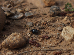 Parexochomus nigromaculatus