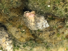 Urosalpinx cinerea image