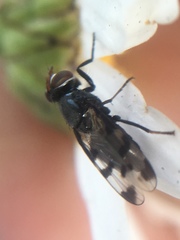 Herina lugubris