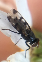 Herina lugubris