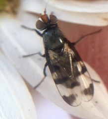 Herina lugubris