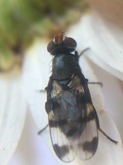 Herina lugubris
