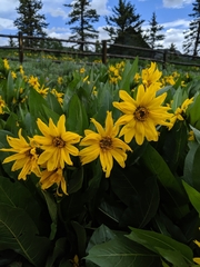 Wyethia amplexicaulis