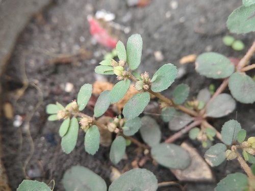 Spotted spurge