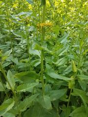 Senecio triangularis