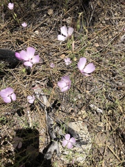 Clarkia dudleyana