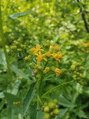 Senecio triangularis