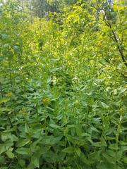 Senecio triangularis