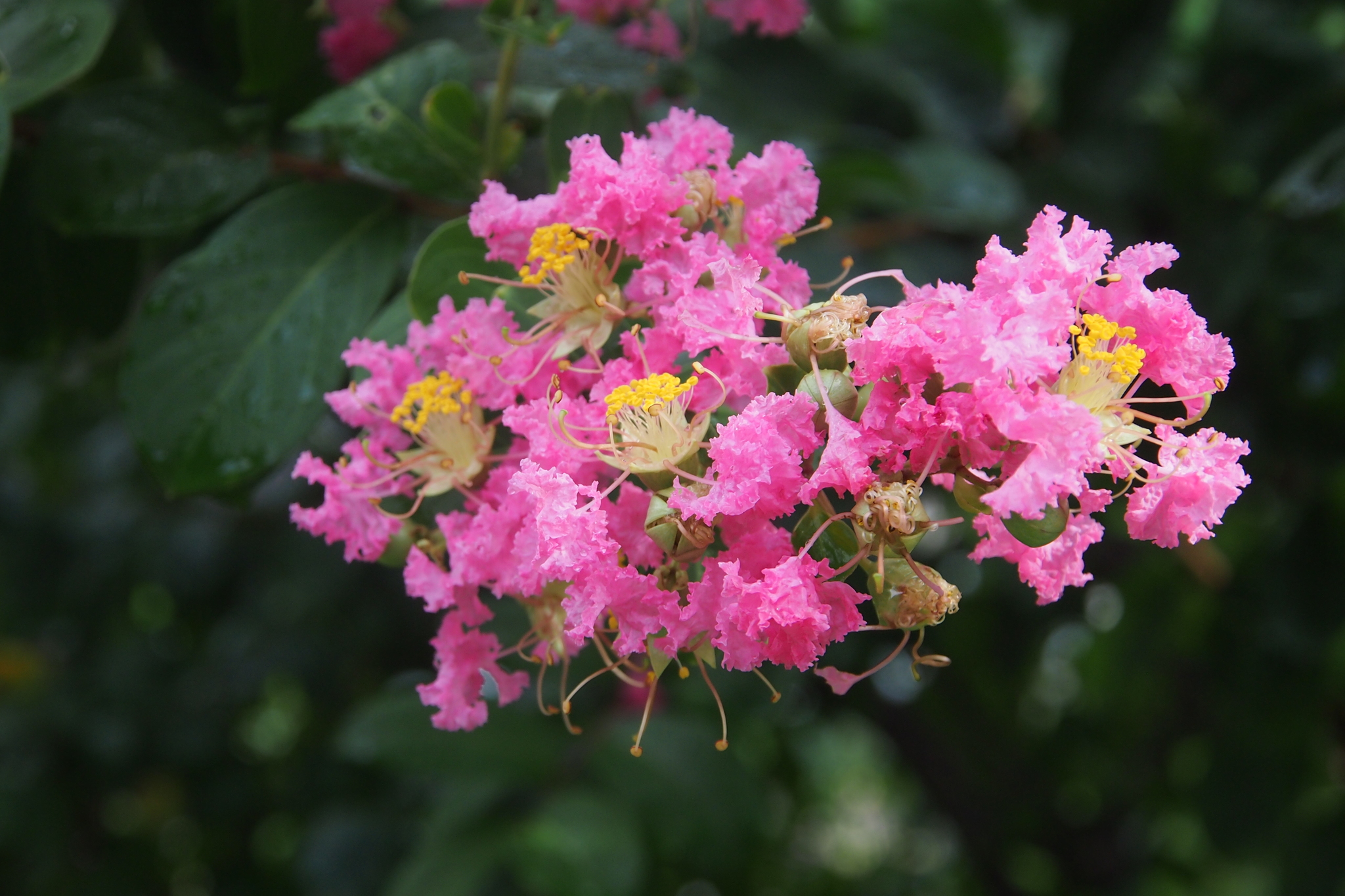 Lagerstroemia