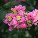 Crape-Myrtles - Photo (c) Sunnetchan, some rights reserved (CC BY-NC-ND), uploaded by Sunnetchan