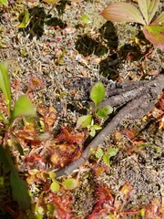 Drosera rotundifolia image