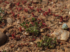 Trifolium suffocatum