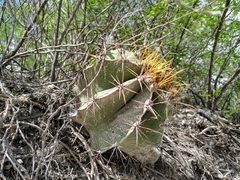 Astrophytum ornatum