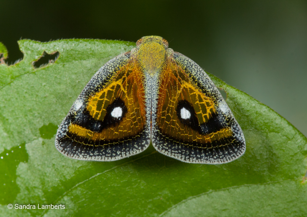 Euricania splendida