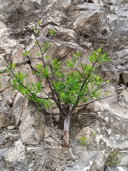 Bursera galeottiana