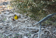 Geothlypis trichas sinuosa