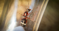 Formica rufibarbis