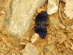 Cycloglypha thrasibulus