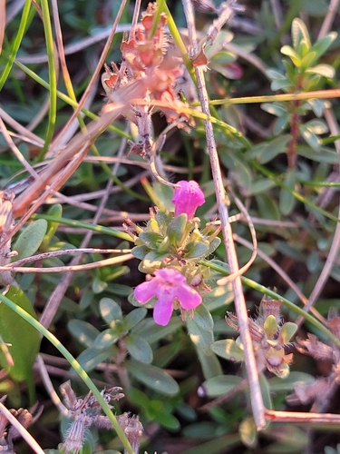 Image of Thymus serpyllum by (c) Bobo-X, some rights reserved (CC BY)