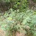 Thermopsis montana ovata - Photo (c) Alex Wright, osa oikeuksista pidätetään (CC BY-NC), lähettänyt Alex Wright