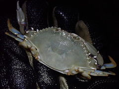 Callinectes ornatus
