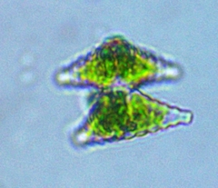 Staurastrum polymorphum