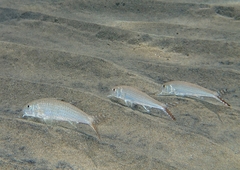 Por's Goatfish photo 2