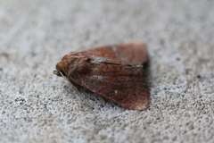 Pseudorthodes vecors