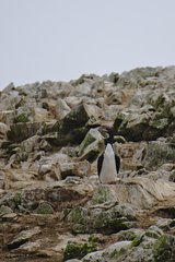 Leucocarbo bougainvillii