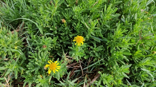 Golden Samphire