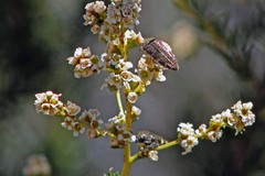 Acmaeodera prorsa