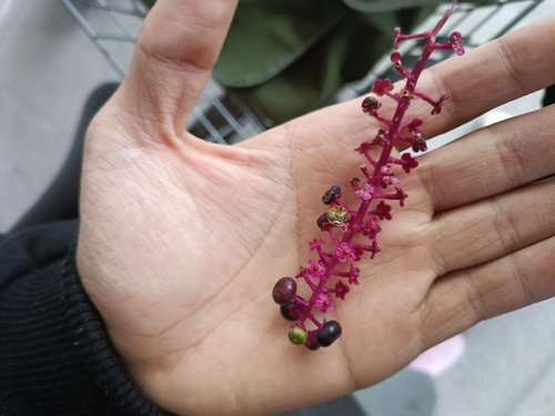 American pokeweed