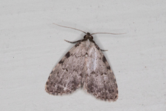 Dyspyralis puncticosta