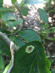 Cameraria hamameliella