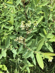 Apocynum cannabinum