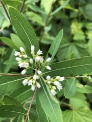 Apocynum cannabinum
