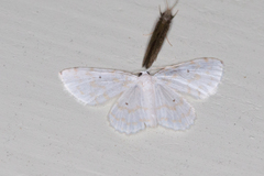 Hydrelia albifera