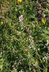 Vicia biennis