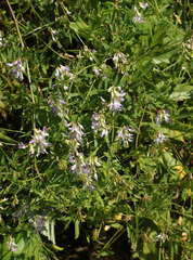 Vicia biennis