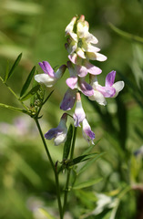 Vicia biennis