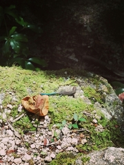 Plestiodon japonicus