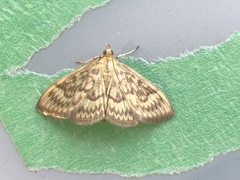 Crocidophora serratissimalis