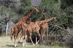 Giraffa camelopardalis reticulata