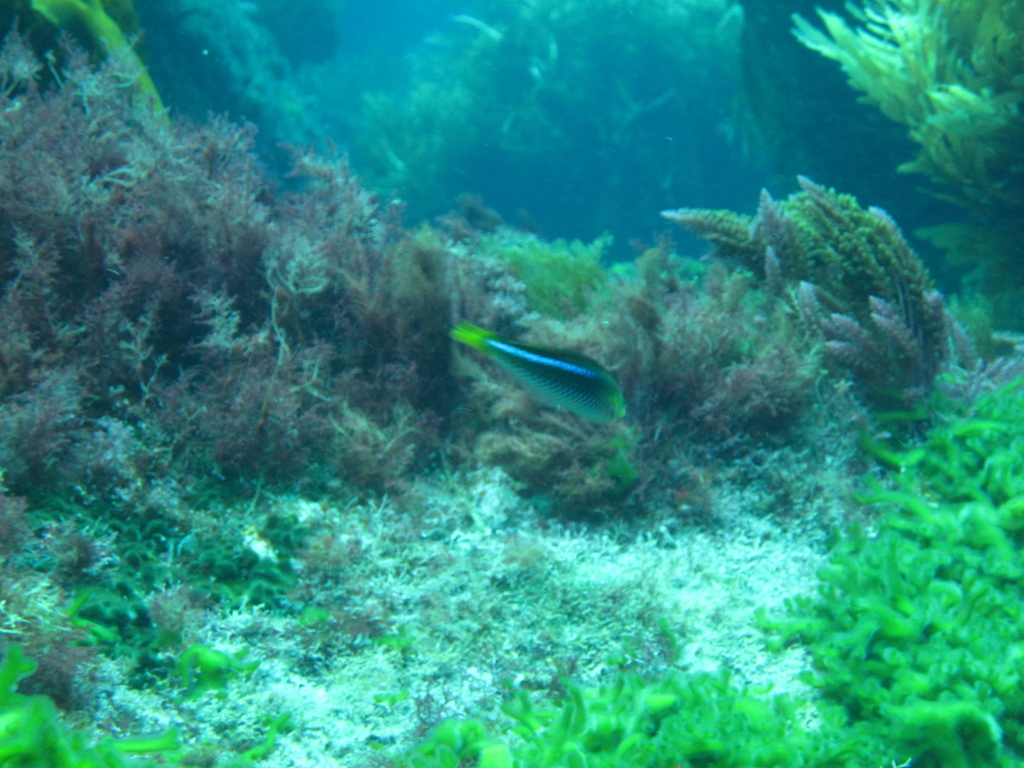 Socorro wrasse (Halichoeres insularis) — Labridae