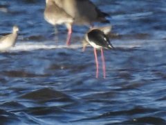 Himantopus himantopus